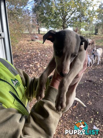 Whippet Puppies