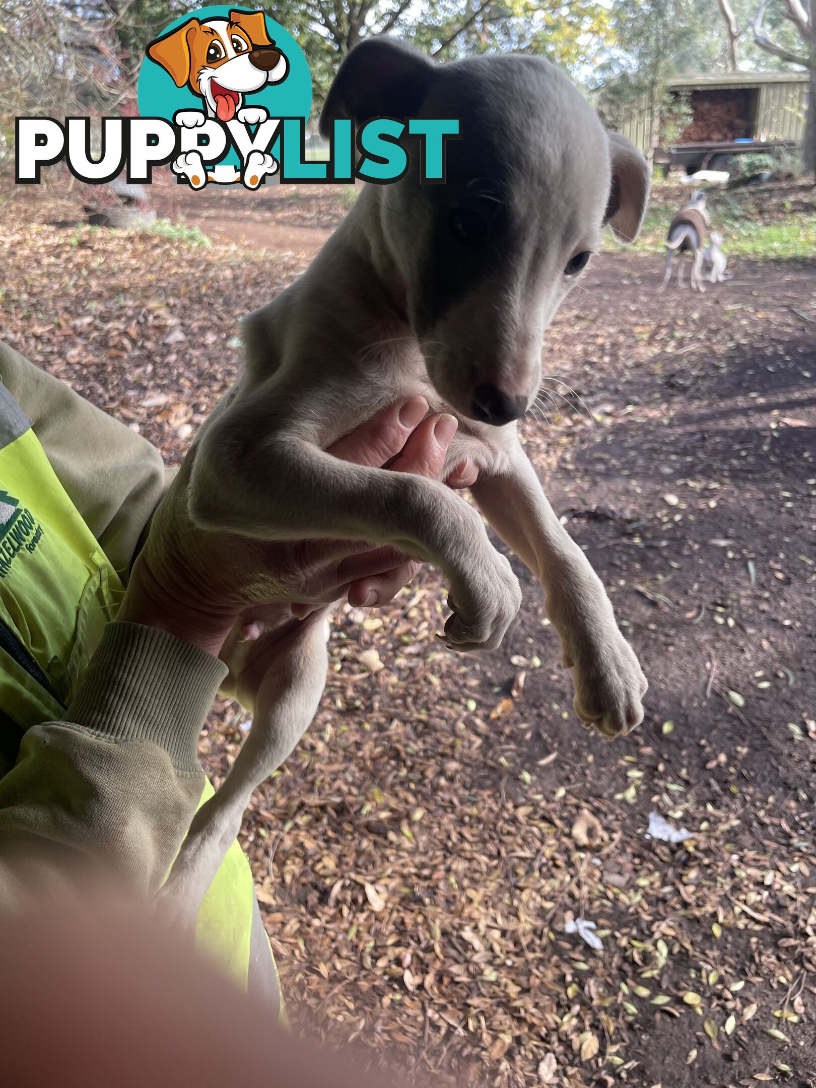 Whippet Puppies
