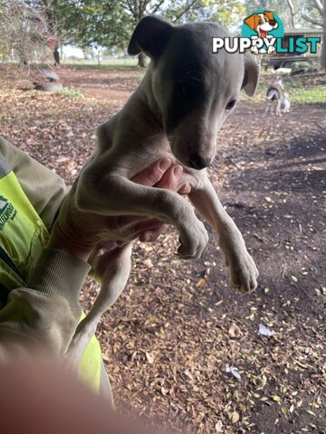 Whippet Puppies