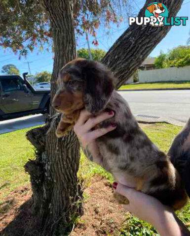 Mini Dachshunds