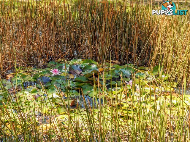 91 Rosehill Road BOMBALA NSW 2632