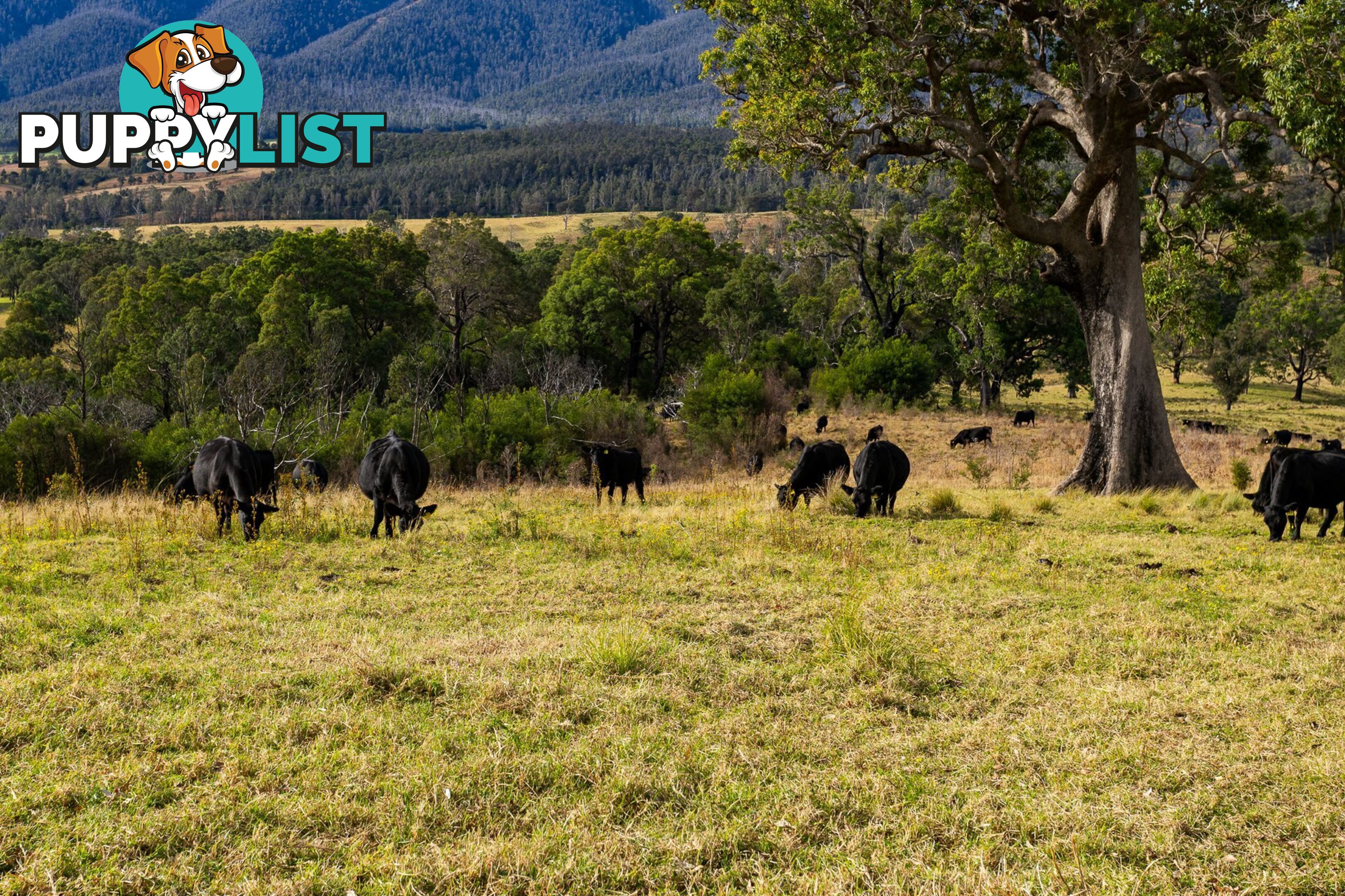 Lot 63 Watts Road COBARGO NSW 2550