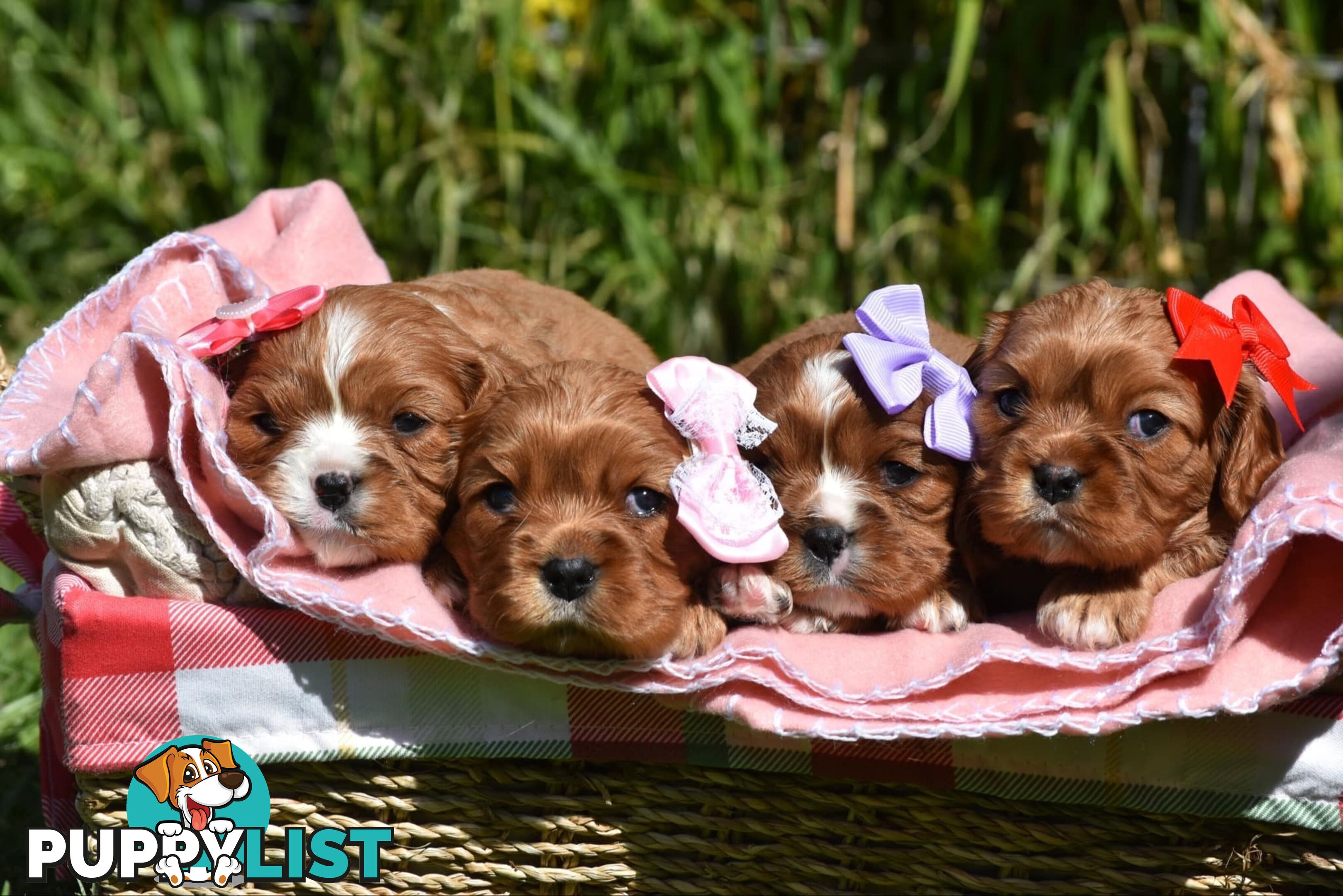 Cavalier King Charles Spaniel Puppies