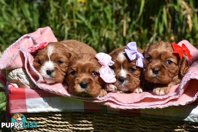 Cavalier King Charles Spaniel Puppies