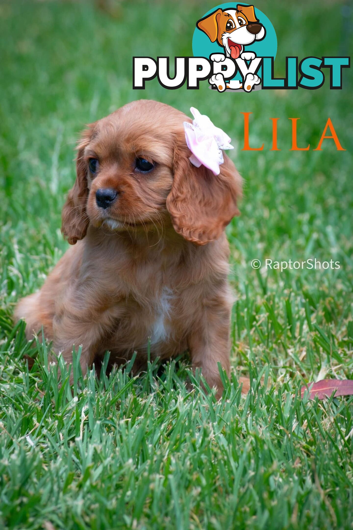 Cavalier King Charles Spaniel Puppies