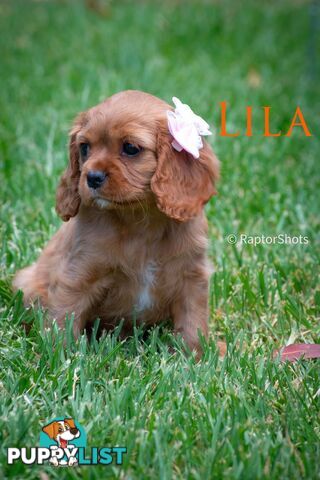 Cavalier King Charles Spaniel Puppies