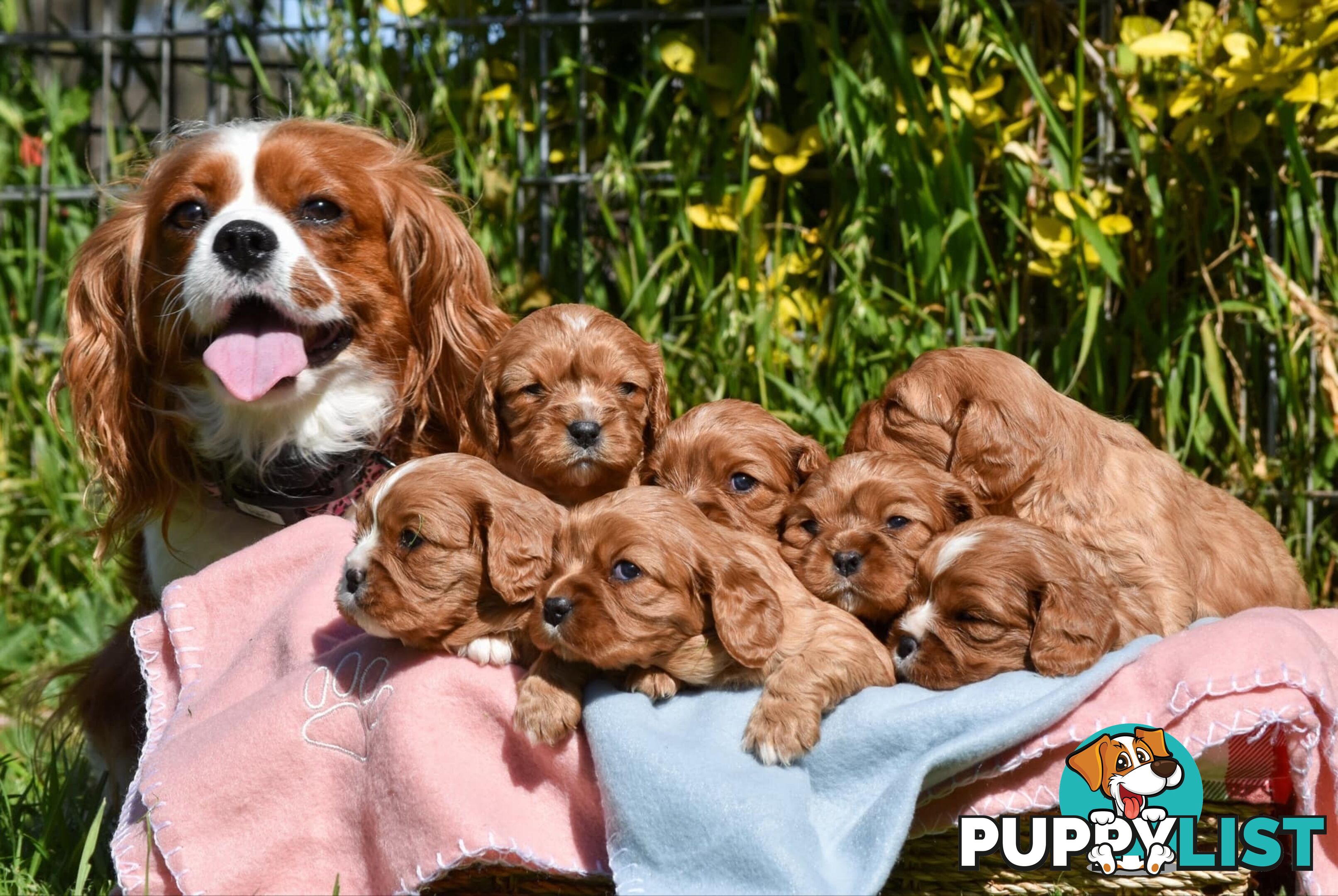 Cavalier King Charles Spaniel Puppies