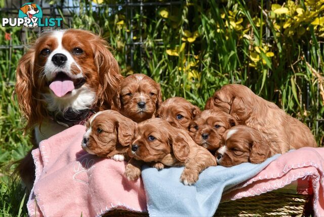 Cavalier King Charles Spaniel Puppies