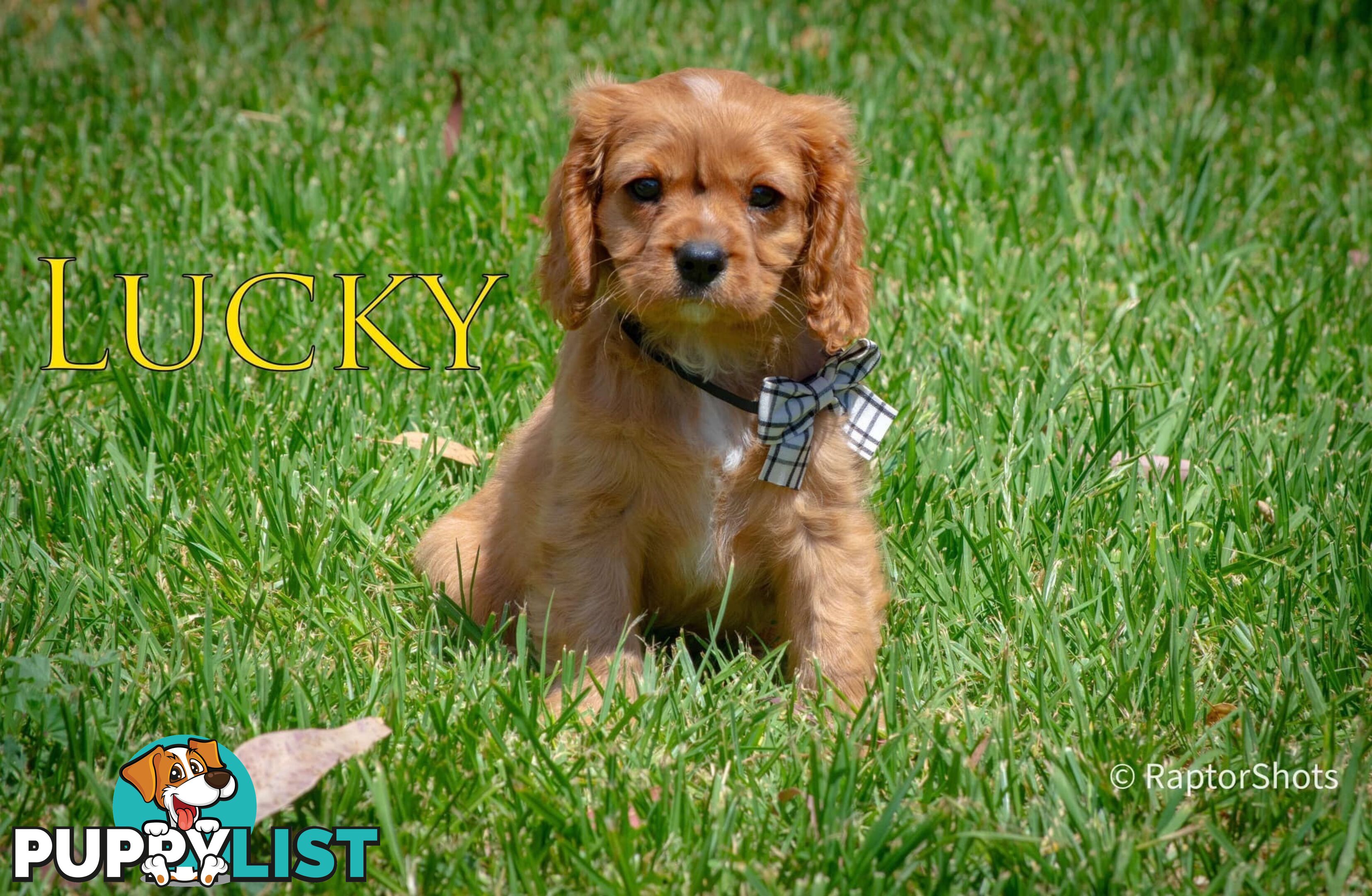 Cavalier King Charles Spaniel Puppies