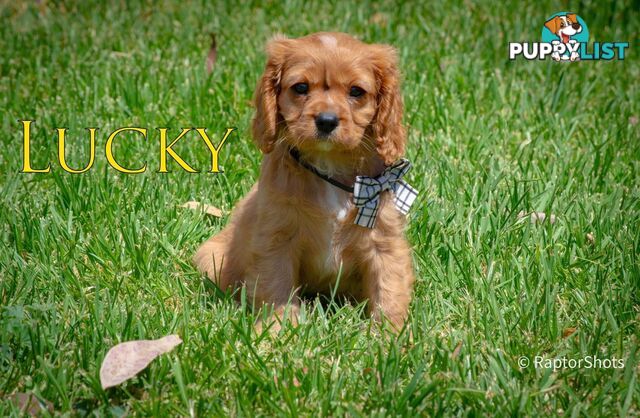 Cavalier King Charles Spaniel Puppies