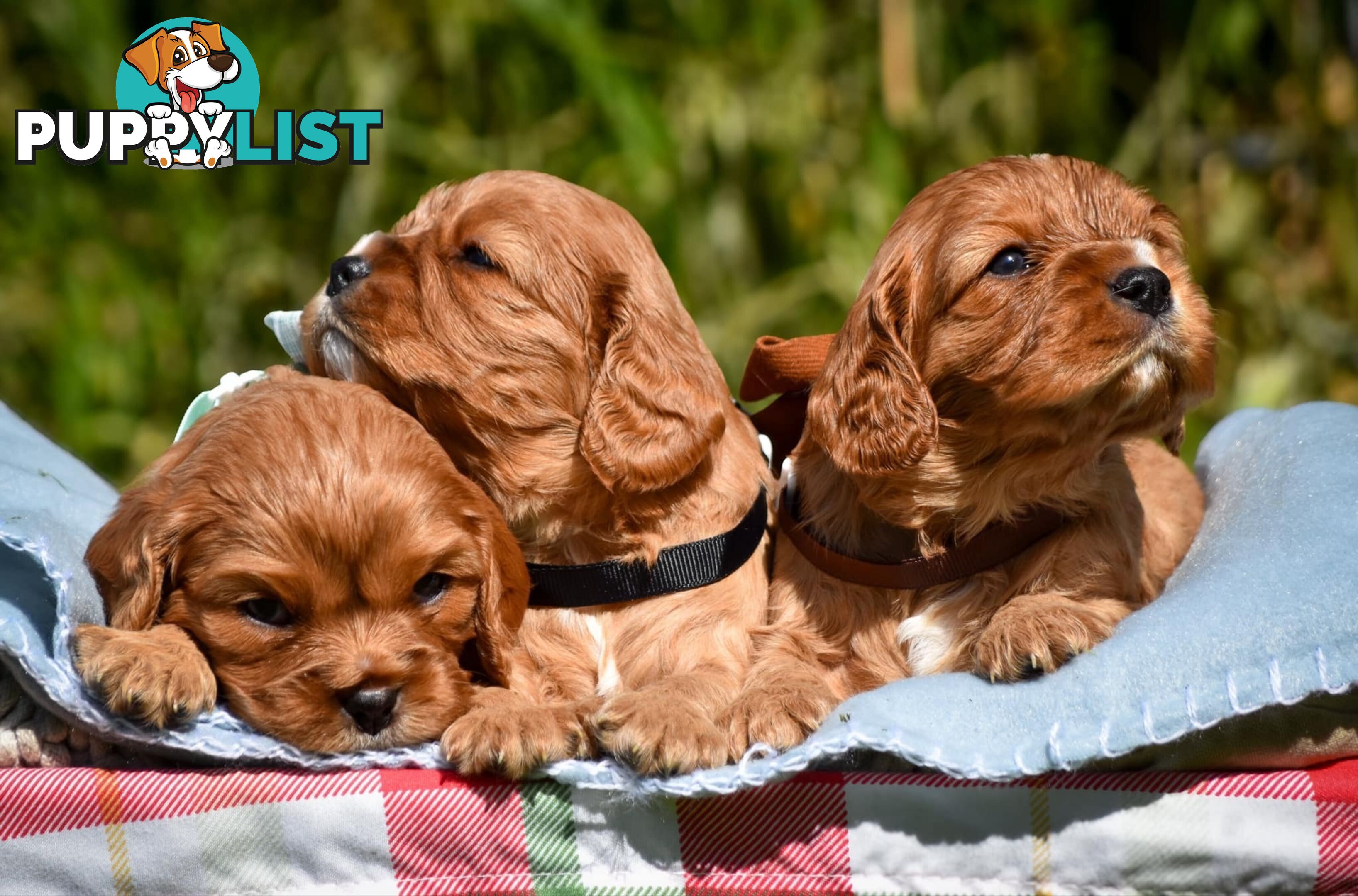 Cavalier King Charles Spaniel Puppies