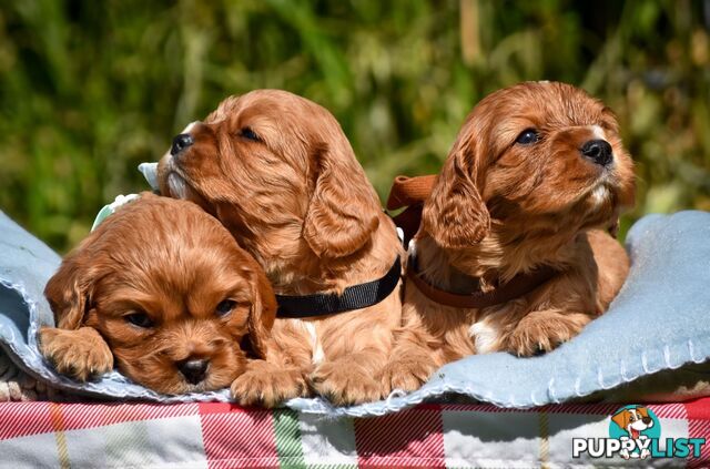 Cavalier King Charles Spaniel Puppies