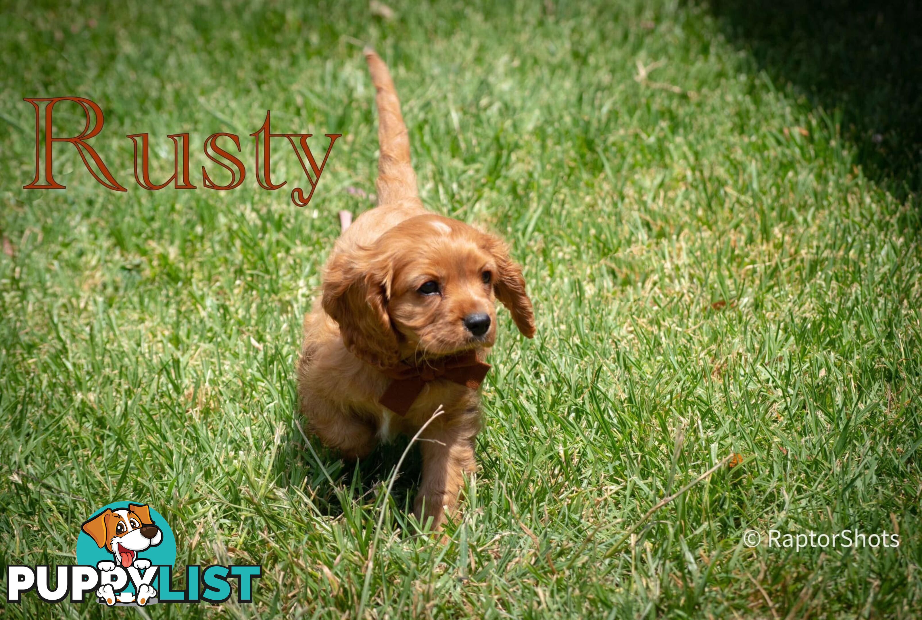 Cavalier King Charles Spaniel Puppies