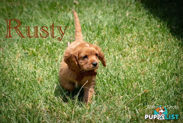 Cavalier King Charles Spaniel Puppies