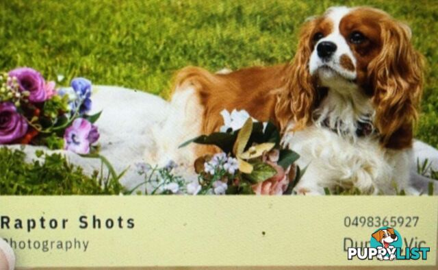 Cavalier King Charles Spaniel Puppies