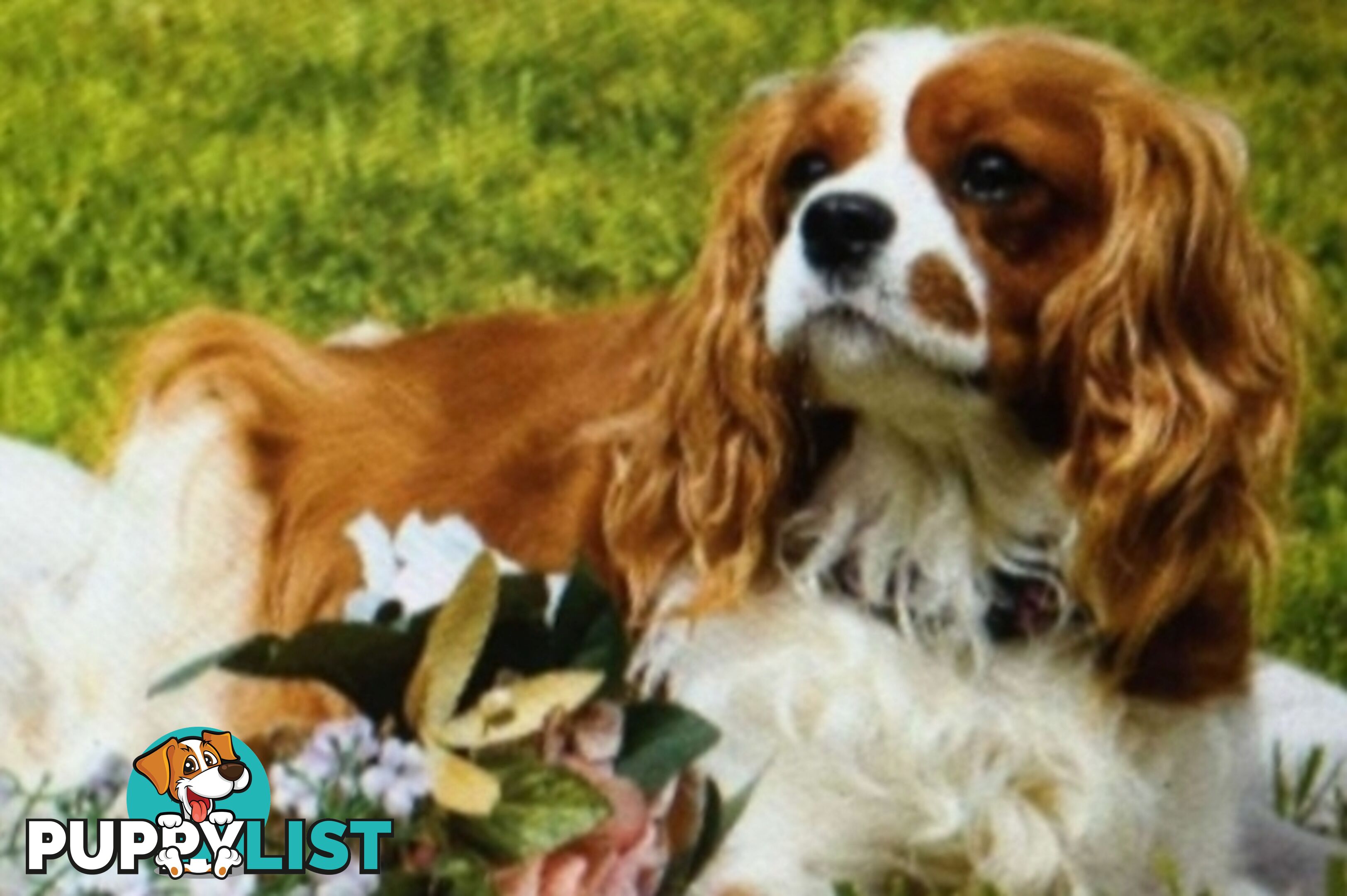 Cavalier King Charles Spaniel Puppies