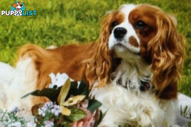 Cavalier King Charles Spaniel Puppies