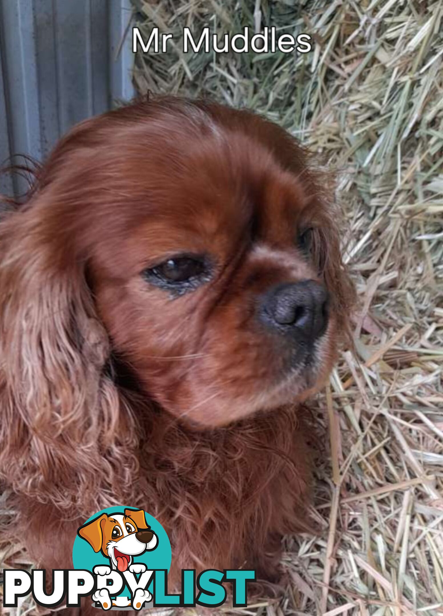 Cavalier King Charles Spaniel Puppies