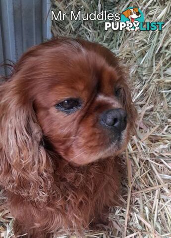 Cavalier King Charles Spaniel Puppies