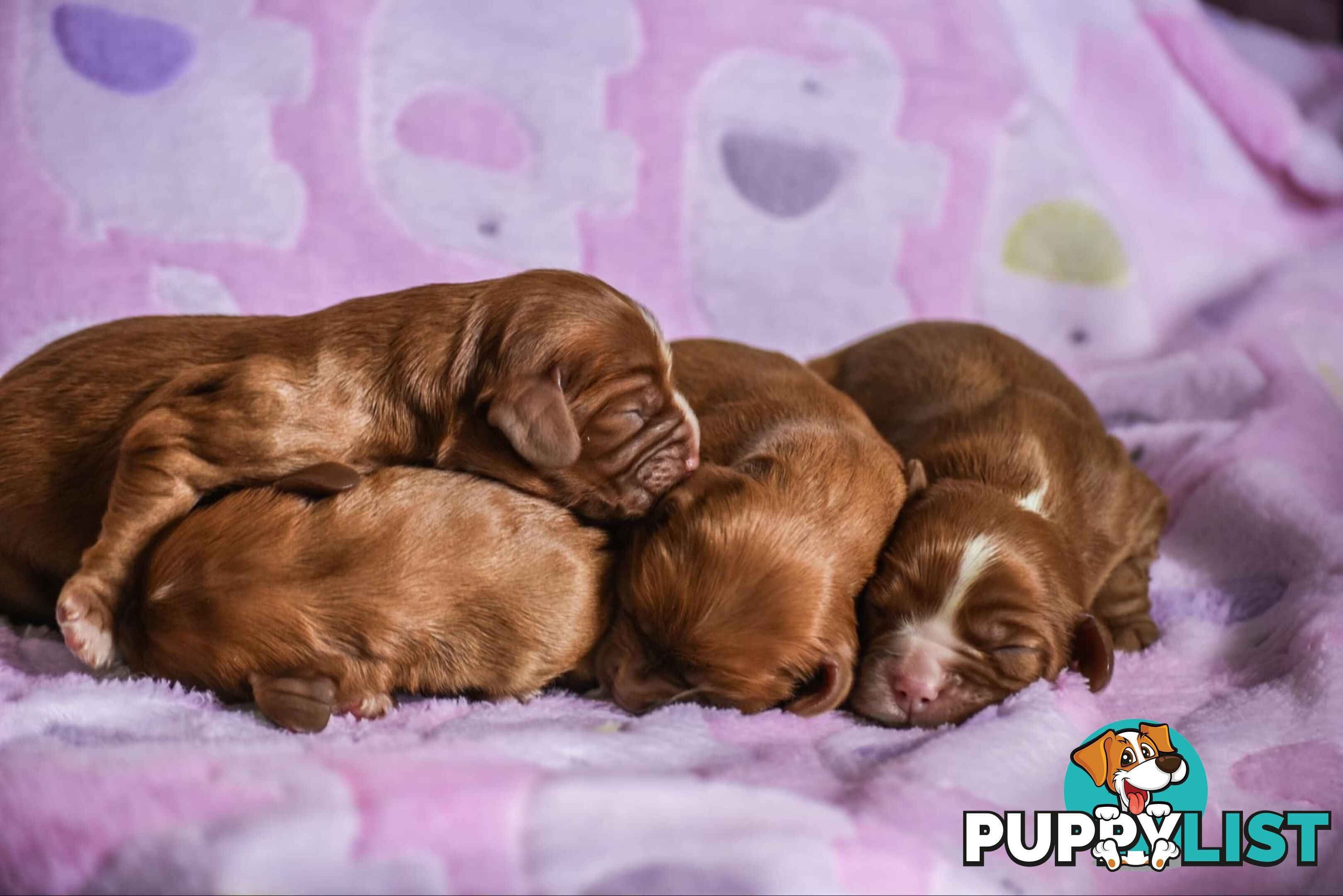 Cavalier King Charles Spaniel Puppies