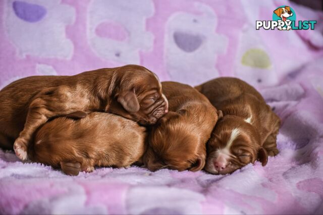 Cavalier King Charles Spaniel Puppies