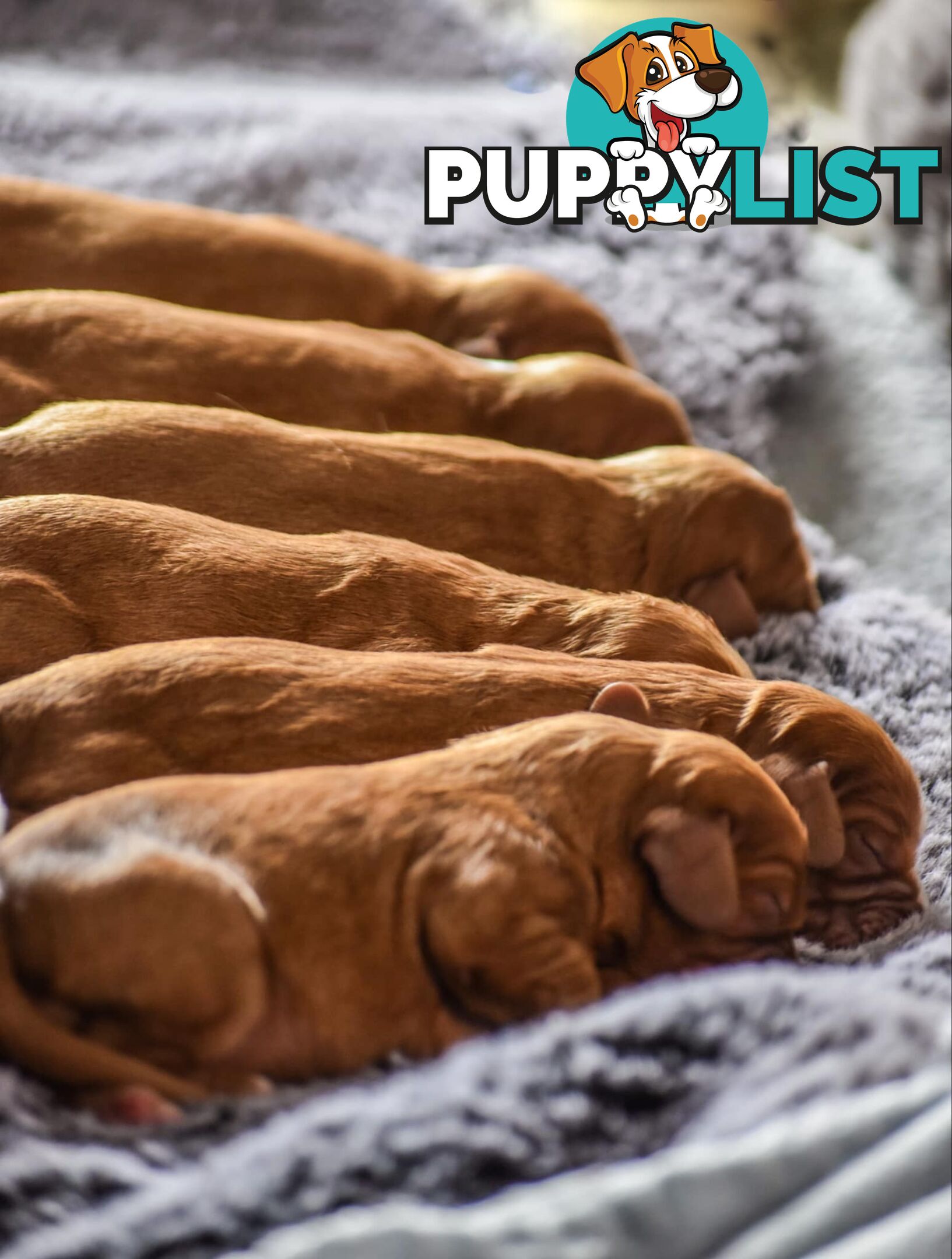 Cavalier King Charles Spaniel Puppies