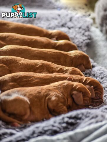 Cavalier King Charles Spaniel Puppies