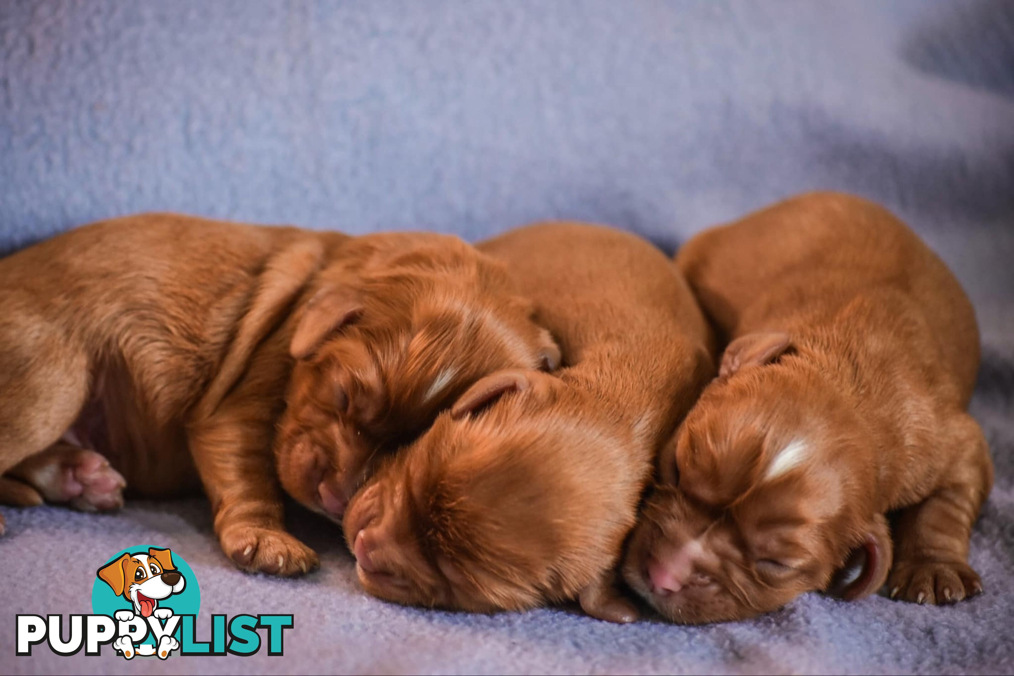 Cavalier King Charles Spaniel Puppies