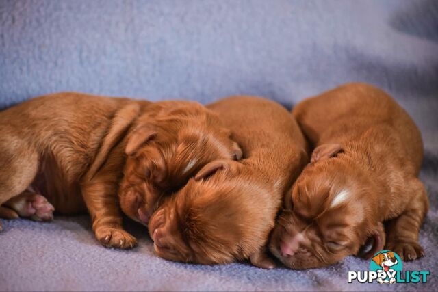 Cavalier King Charles Spaniel Puppies