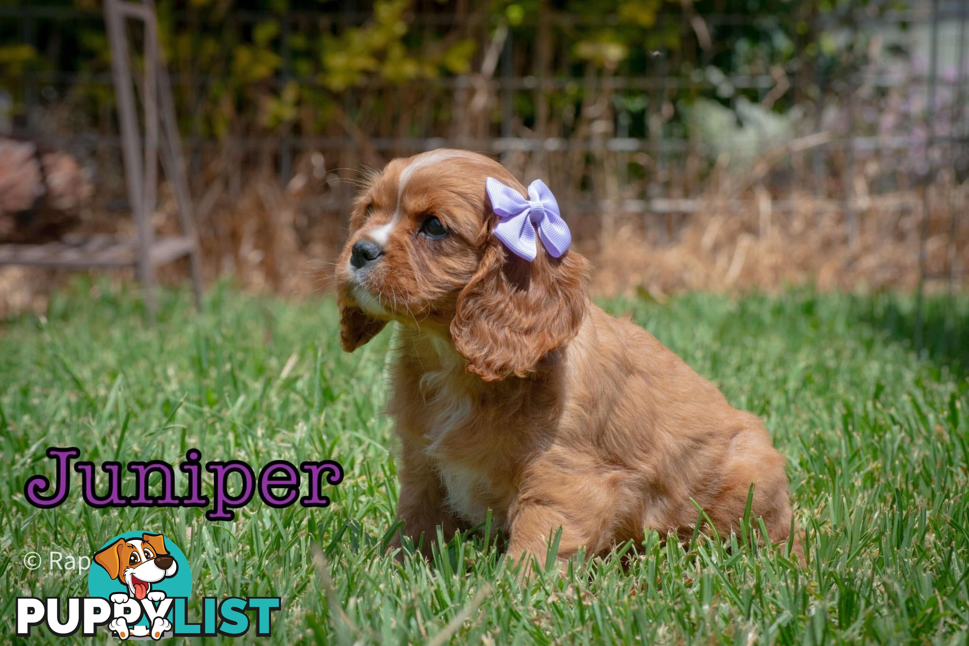 Cavalier King Charles Spaniel Puppies