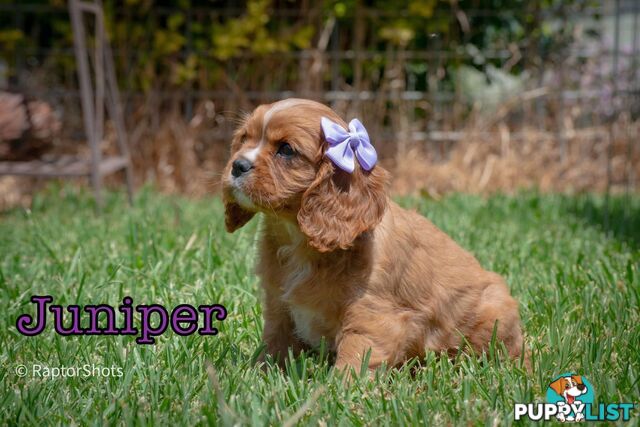 Cavalier King Charles Spaniel Puppies