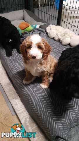 Adorable Spoodle Puppies Waiting Patiently for their Forever Family&#39;s