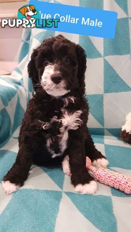 Adorable Spoodle Puppies Waiting Patiently for their Forever Family