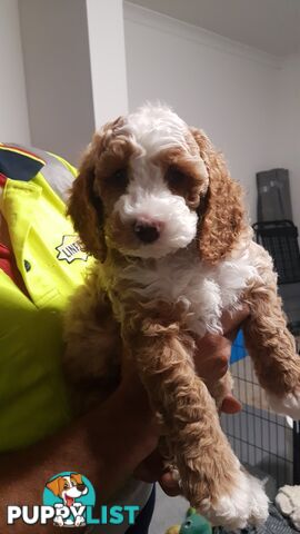 Adorable Spoodle Puppies Waiting Patiently for their Forever Family&#39;s