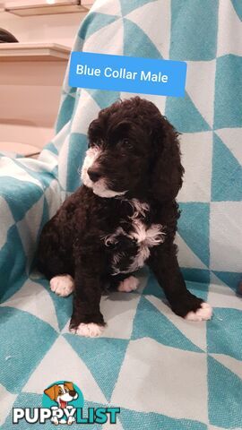 Adorable Spoodle Puppies Waiting Patiently for their Forever Family