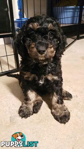 Adorable Spoodle Puppies Waiting Patiently for their Forever Family&amp;amp;#39;s