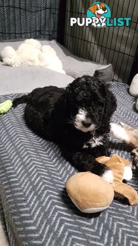 Adorable Spoodle Puppies Waiting Patiently for their Forever Family&#39;s