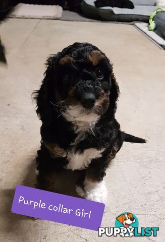 Adorable Spoodle Puppies Waiting Patiently for their Forever Family&#39;s