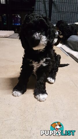 Adorable Spoodle Puppies Waiting Patiently for their Forever Family&amp;#39;s