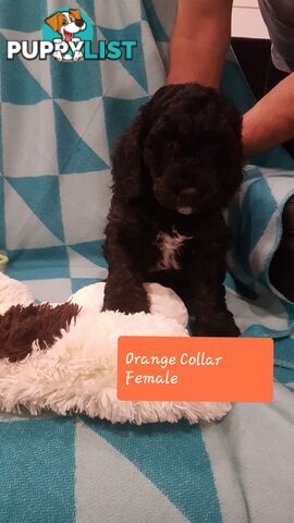 Adorable Spoodle Puppies Waiting Patiently for their Forever Family