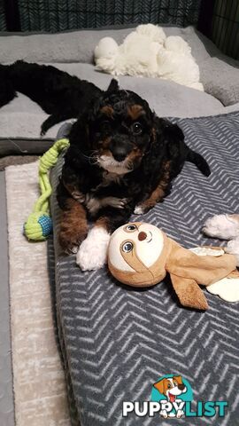 Adorable Spoodle Puppies Waiting Patiently for their Forever Family&#39;s