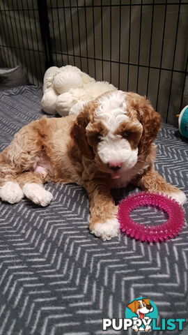 Adorable Spoodle Puppies Waiting Patiently for their Forever Family&amp;#39;s