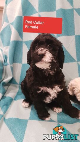 Adorable Spoodle Puppies Waiting Patiently for their Forever Family