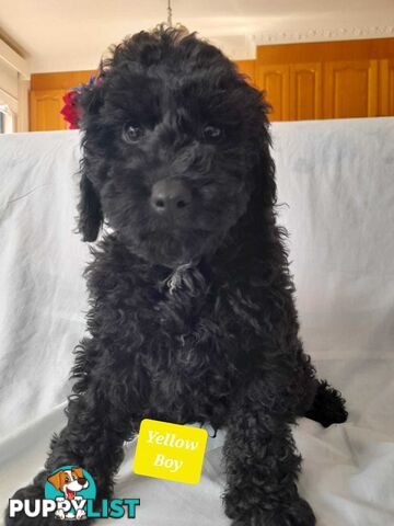 Adorable Spoodle Puppies Waiting Patiently For Their Forever Family