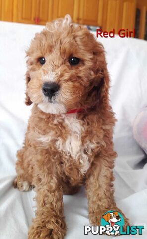 Adorable Spoodle Puppies Waiting Patiently For Their Forever Family