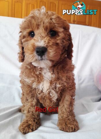 Adorable Spoodle Puppies Waiting Patiently For Their Forever Family