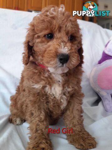 Adorable Spoodle Puppies Waiting Patiently For Their Forever Family