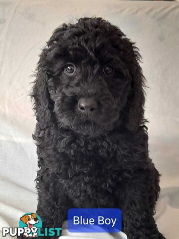 Adorable Spoodle Puppies Waiting Patiently For Their Forever Family