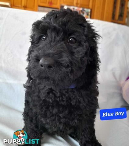 Adorable Spoodle Puppies Waiting Patiently For Their Forever Family