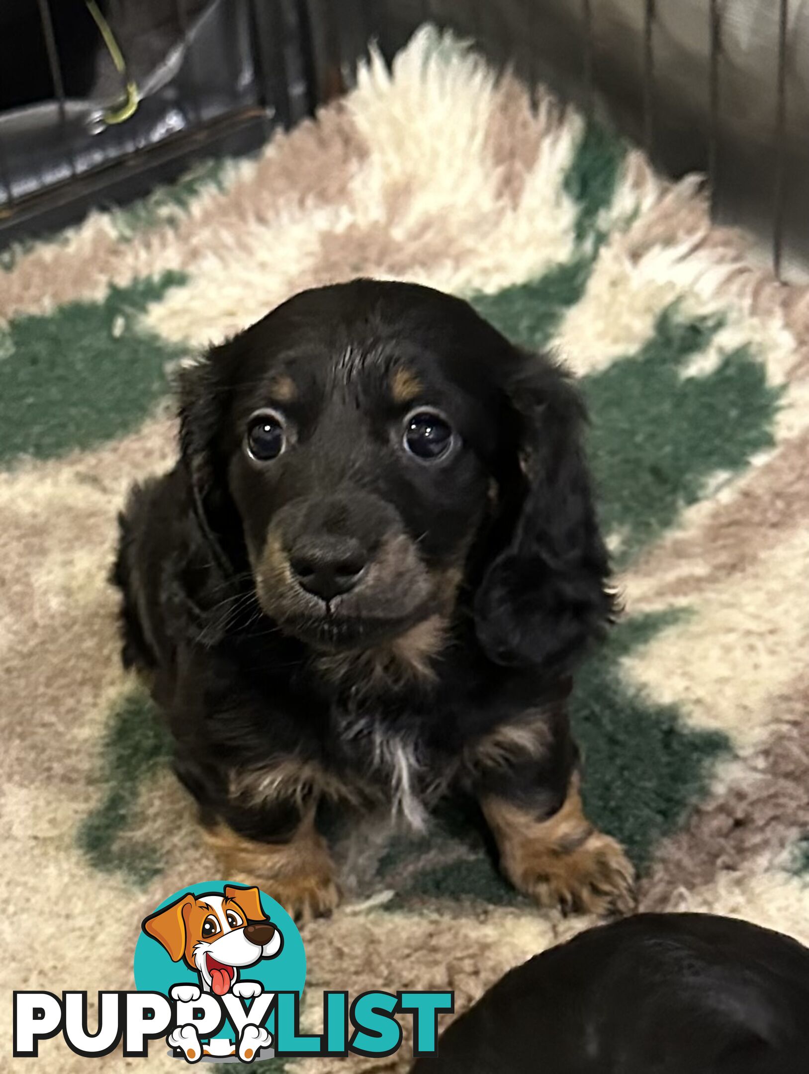 Miniature Long Hair Dachshund